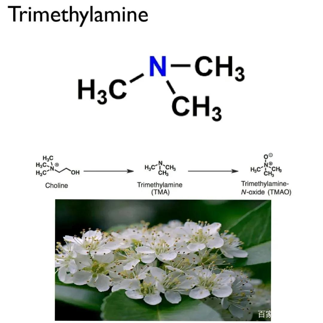 解读石楠花,石楠花有什么意义吗