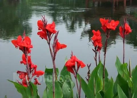 亭亭玉立一一艳艳的美人蕉（散文）