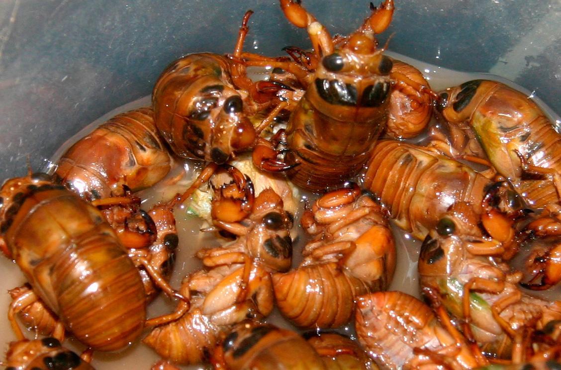 吃知了猴会上火吗好处与坏处,经常吃知了猴对身体有害吗