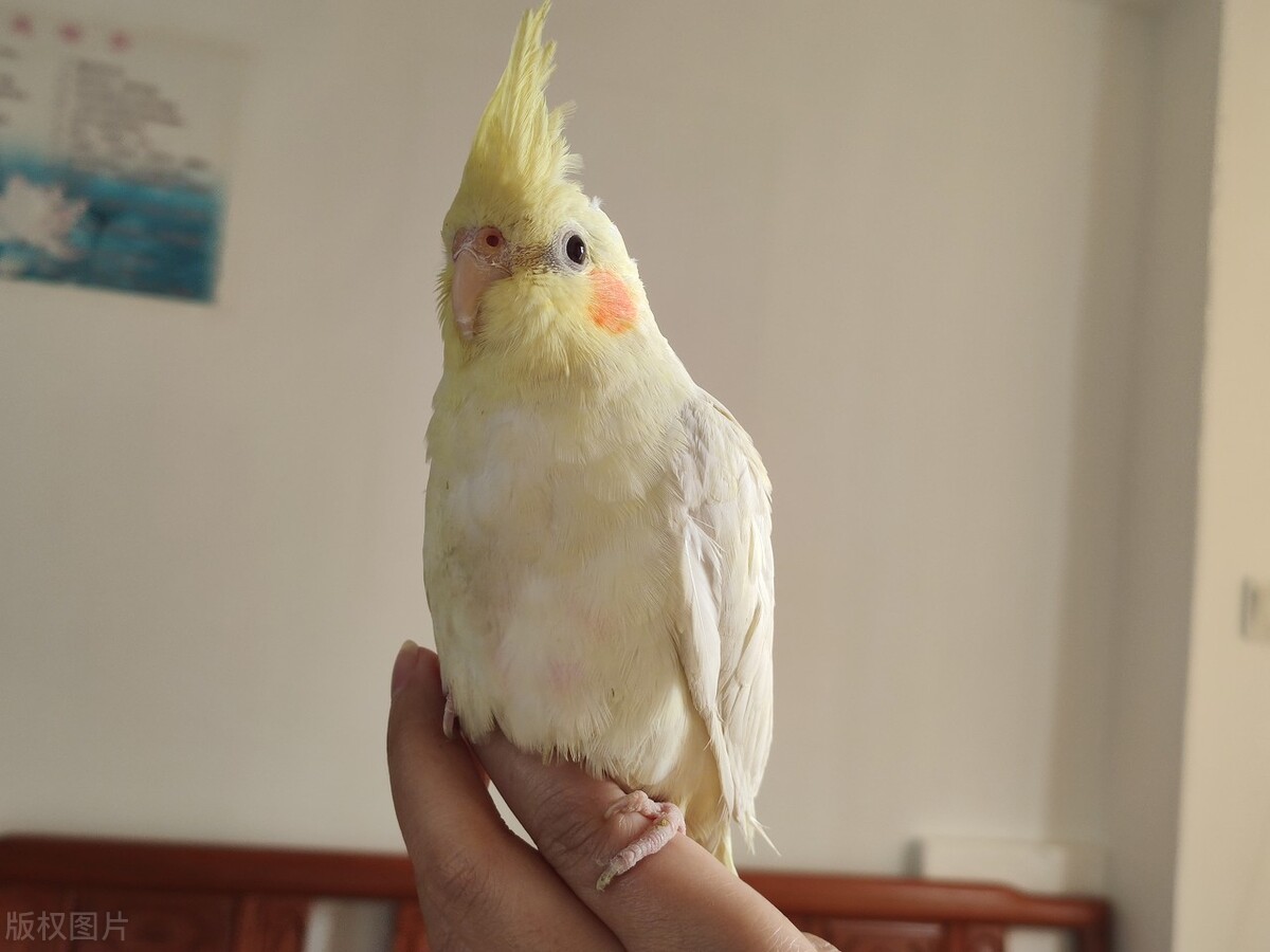 排名第二的鹦鹉品种是什么,最好的鹦鹉有哪些品种及图片