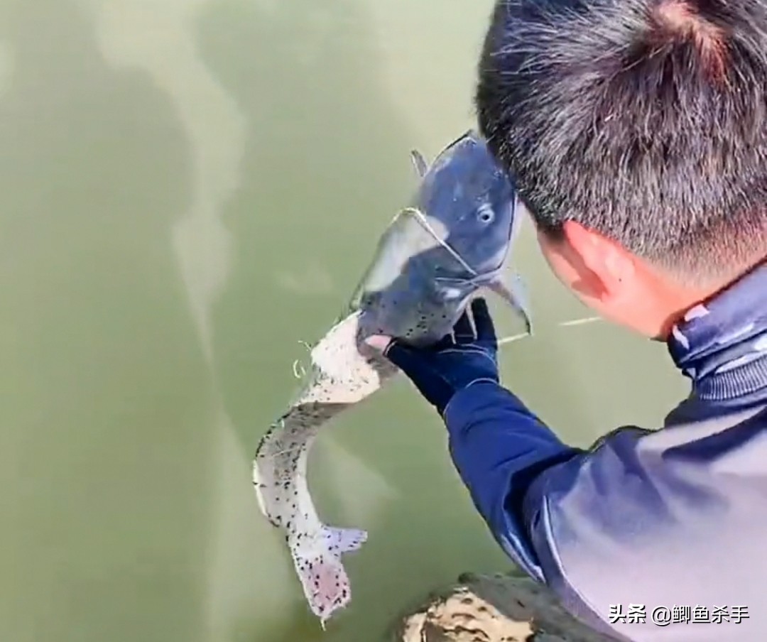 牢底坐穿鱼为什么会被抓,牢底坐穿鱼后续