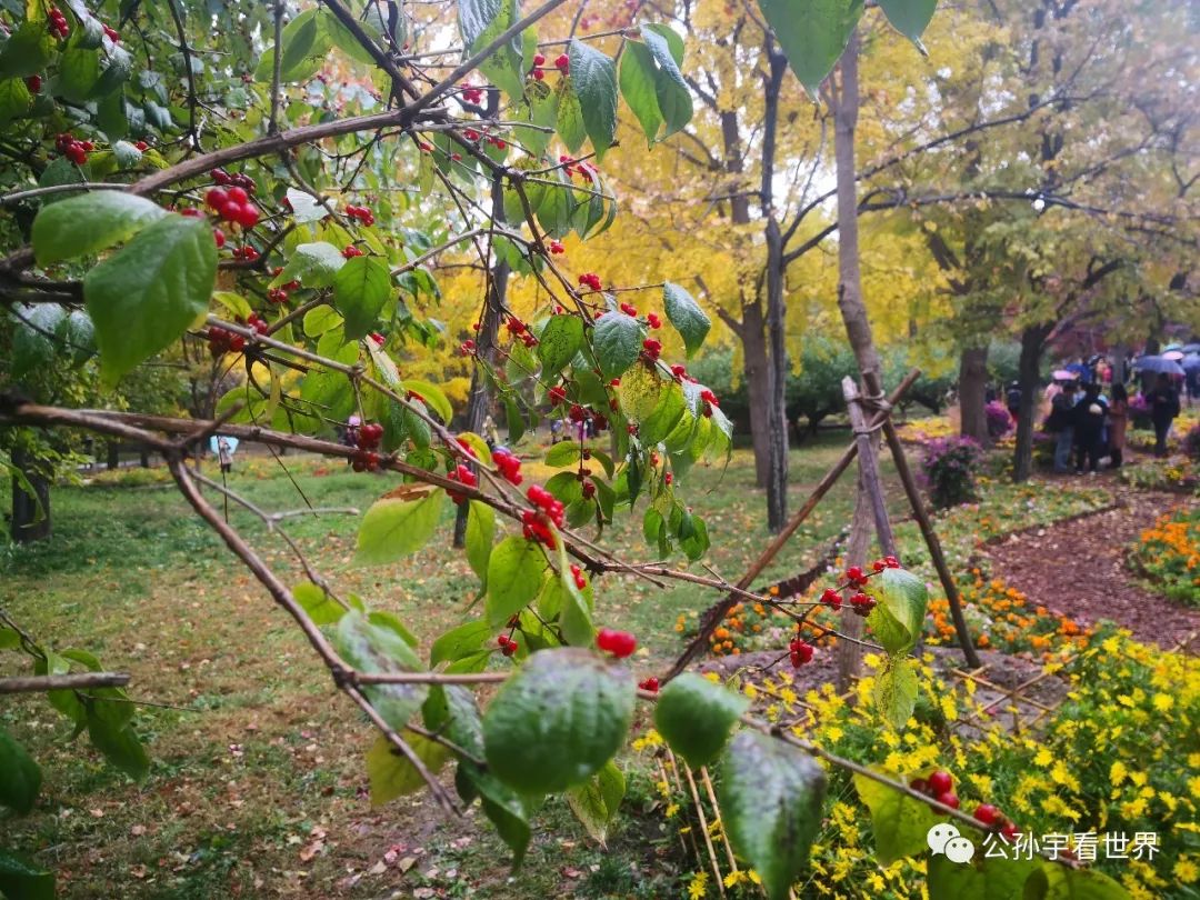 北京的香山上,北京的香山海拔多少米