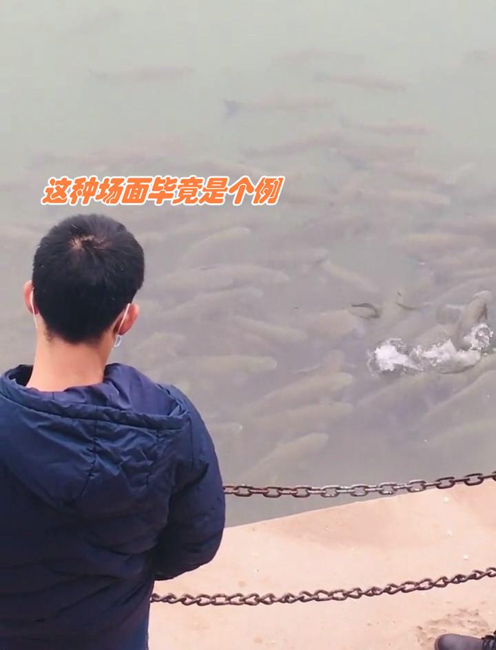 实拍合江门：成群肥硕大鱼聚集岸边，长江离鱼多成灾还有多远？