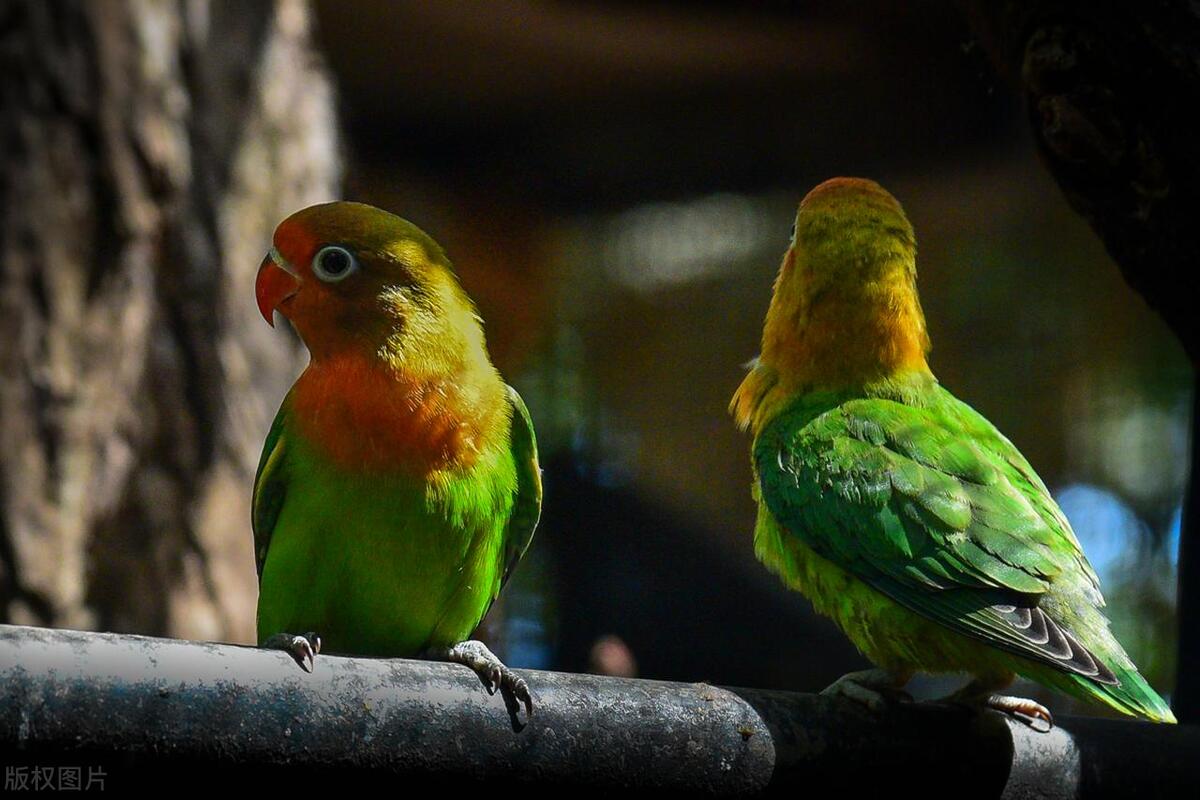 鹦鹉翅膀受伤了多久才能恢复,鹦鹉严重外伤怎么治疗最好