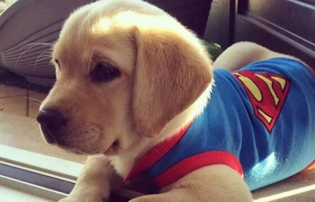 拉布拉多怎么样可以当导盲犬,拉布拉多犬成为导盲犬需要多久