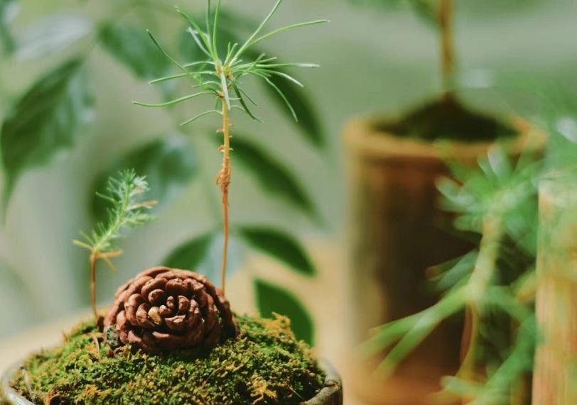 松果的生长过程小视频,松果成长过程