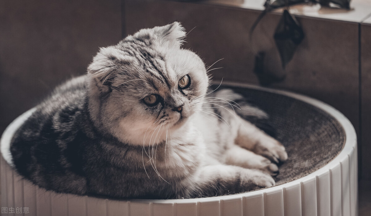 养猫知识猫咪泪痕擦不掉怎么办,养猫知识猫咪品种大全