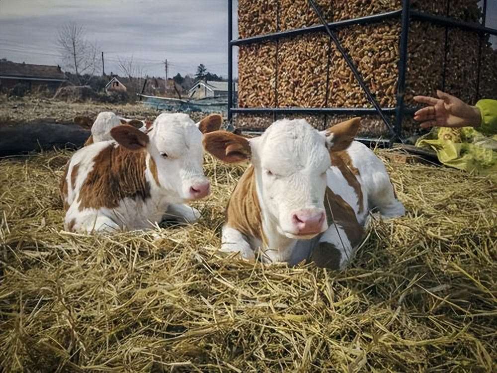 牛犊粪便是球状的怎么回事,牛犊粪便浅棕色