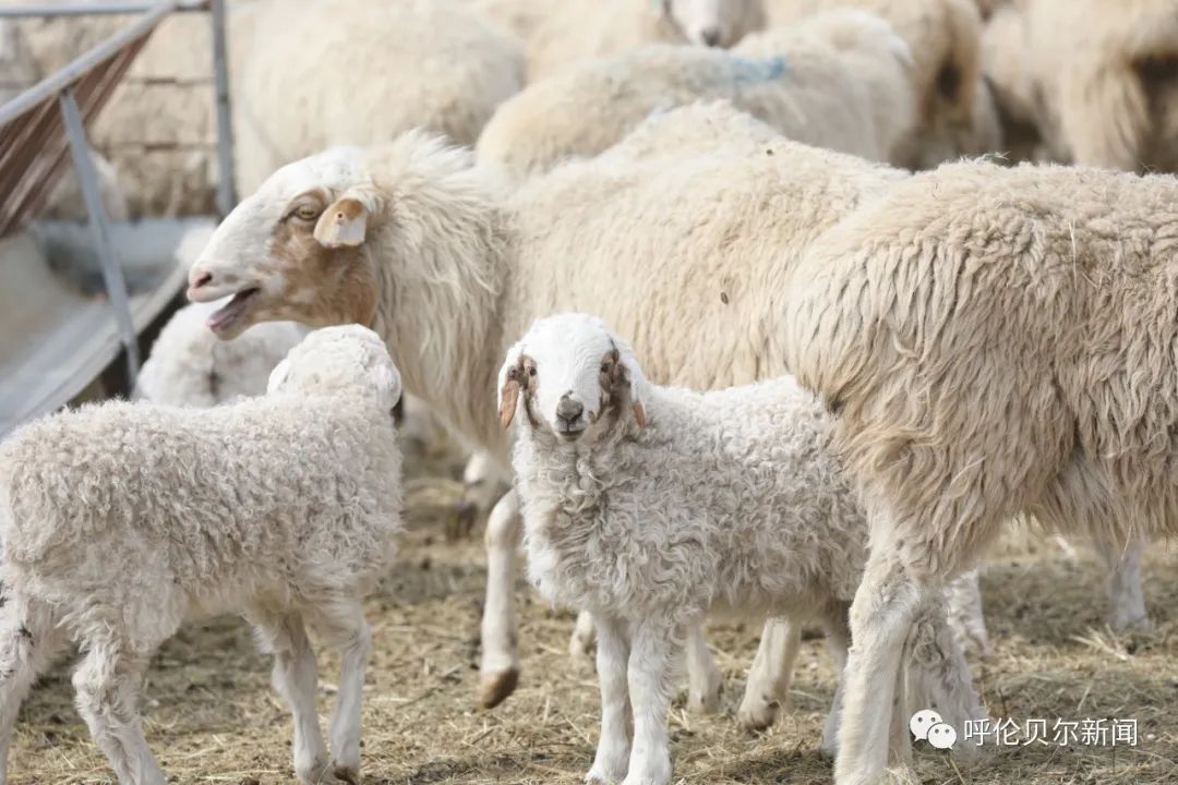 呼伦贝尔：做大生态“绿银行”托起百姓“致富梦”——深入践行习*平近**生态文明思想系列报道之六