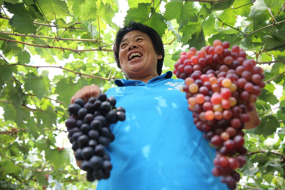 山东省青岛市哪个县最穷,青岛最穷的三个区排名