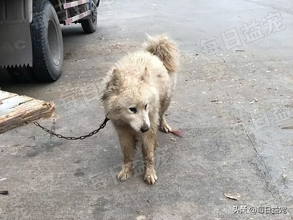 萨摩耶被当成肉狗卖掉，路人巧妙将它带走，回家一洗漂亮极了
