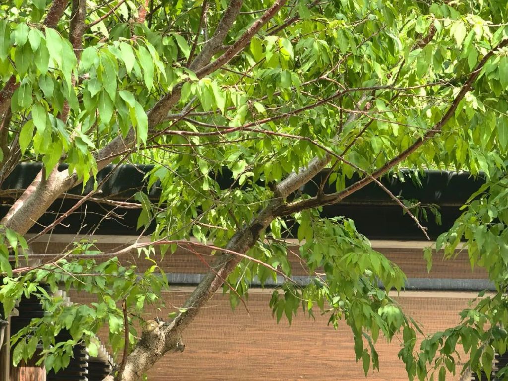 谁是影像机皇,谁才是手机机皇