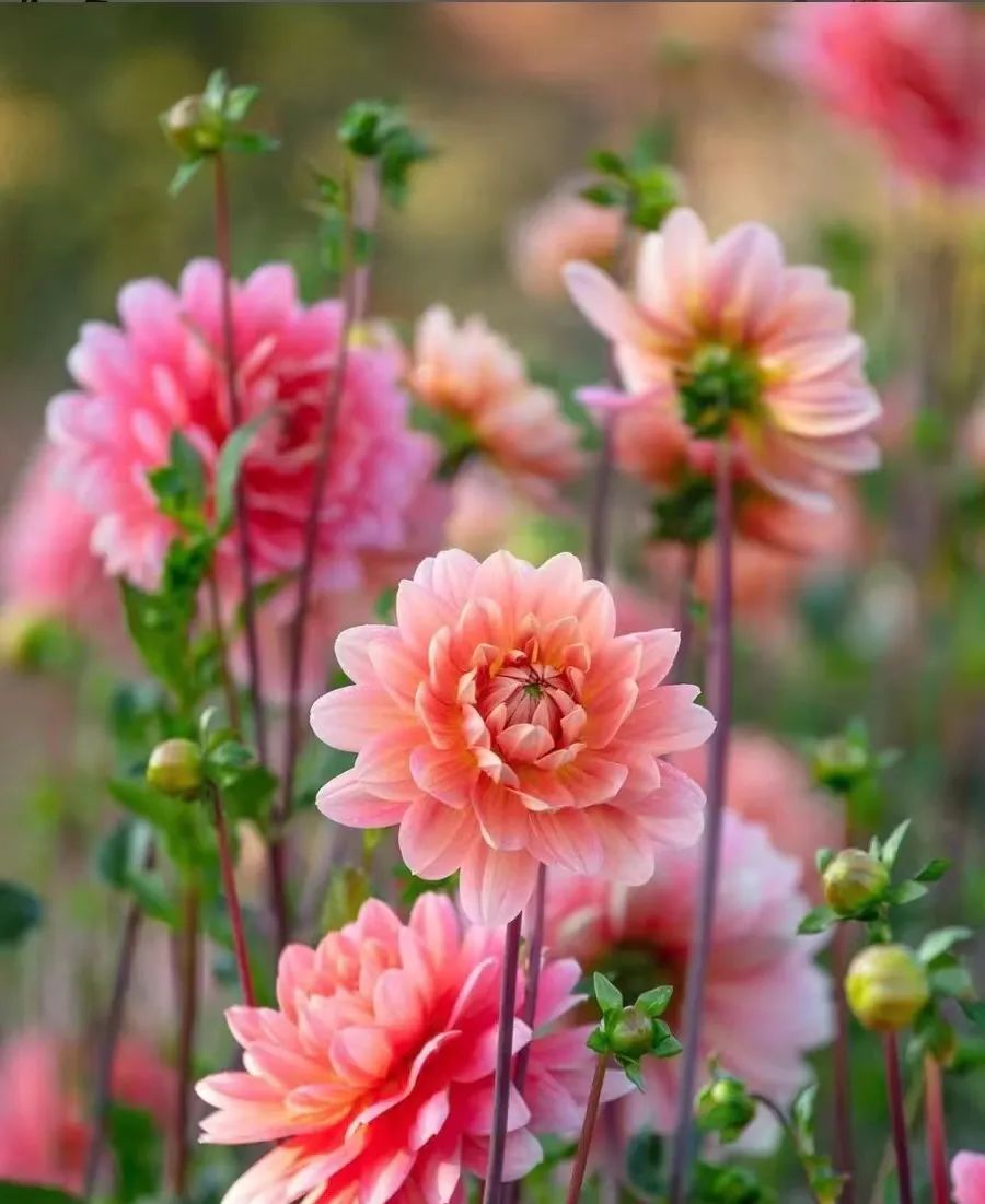 一年四季家庭种花播种时间表,南方一年四季蔬菜播种时间表