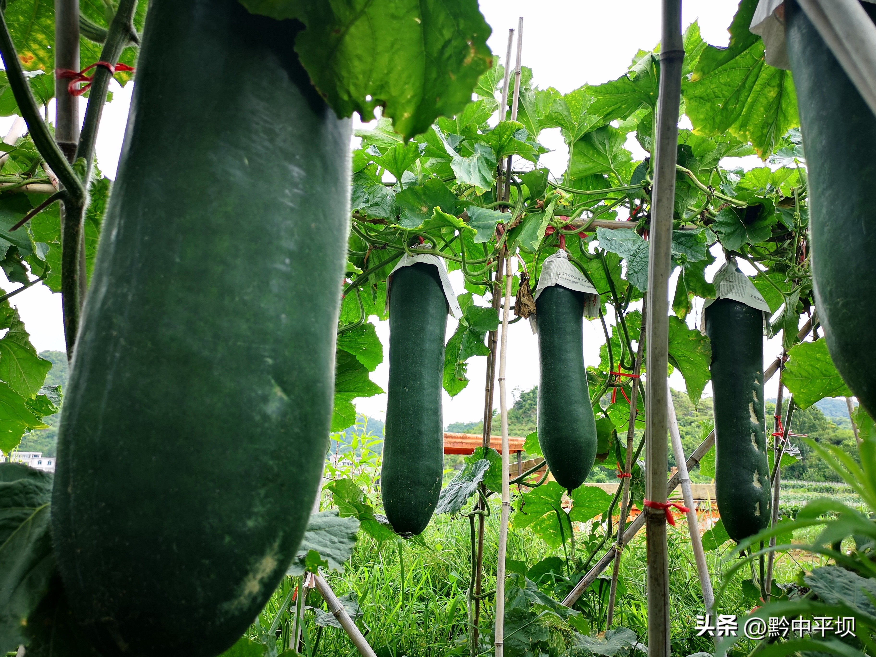 平坝区天龙镇：冬瓜基地整枝忙
