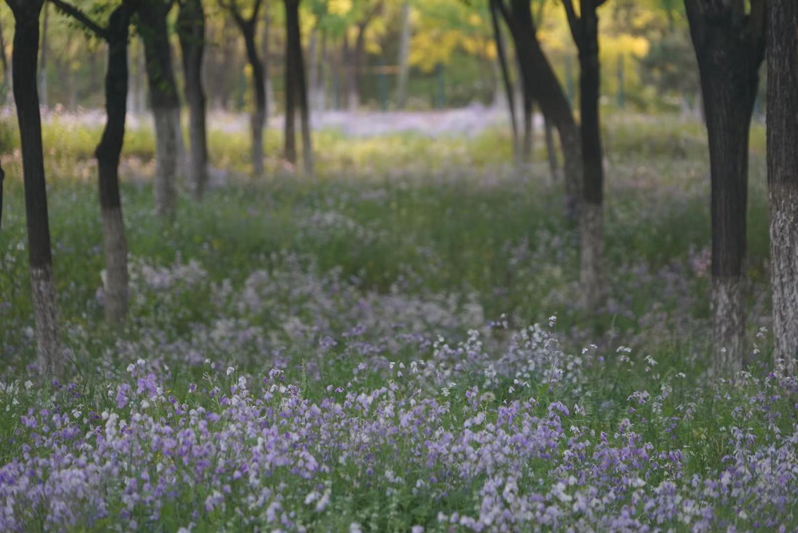 北京唯一的净土,世上唯一的净土