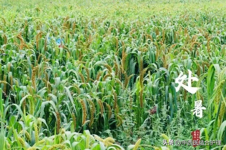 处暑养生方法的相关文章推荐,处暑养生注意事项和禁忌