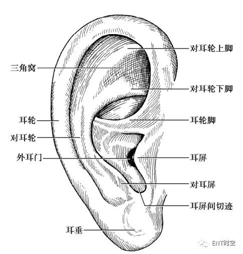 耳部解剖结构和生理功能,耳部解剖笔记