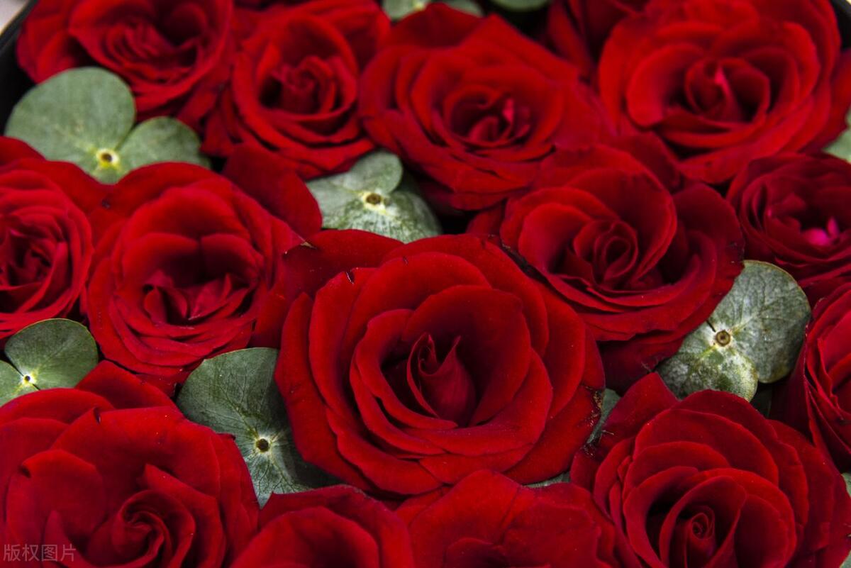 鎻忓啓闈掓槬濂藉勾鍗庣殑璇楀彞鍙よ瘲,鑺变簨鏃栨棊