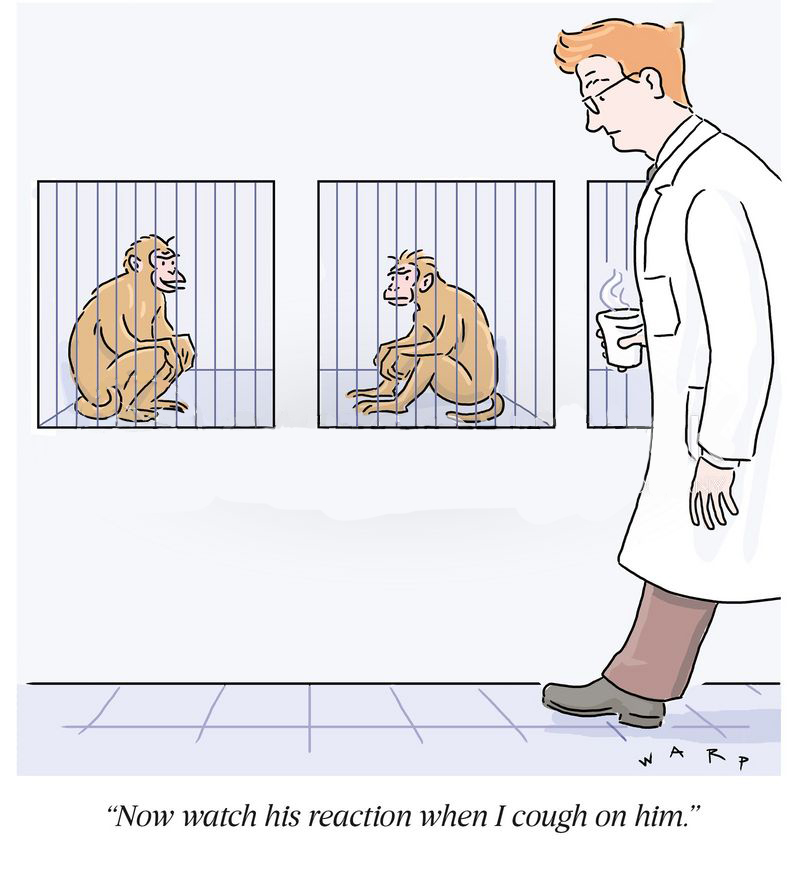 身价17万的实验猴！野生实验猴已进石器时代，用石头过度开发资源