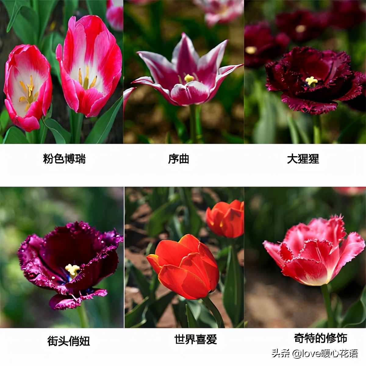 郁金香和玫瑰花搭配的花语,两朵粉色郁金香花语是什么