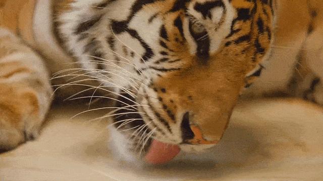 gucci为歧视道歉,gucci广告韩国