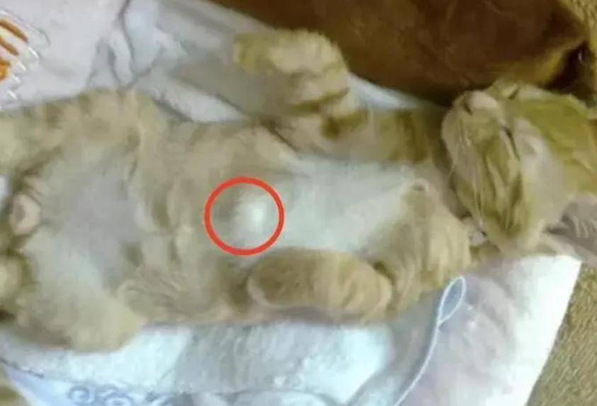 奶猫腹部稍硬就是要排便,奶猫体检