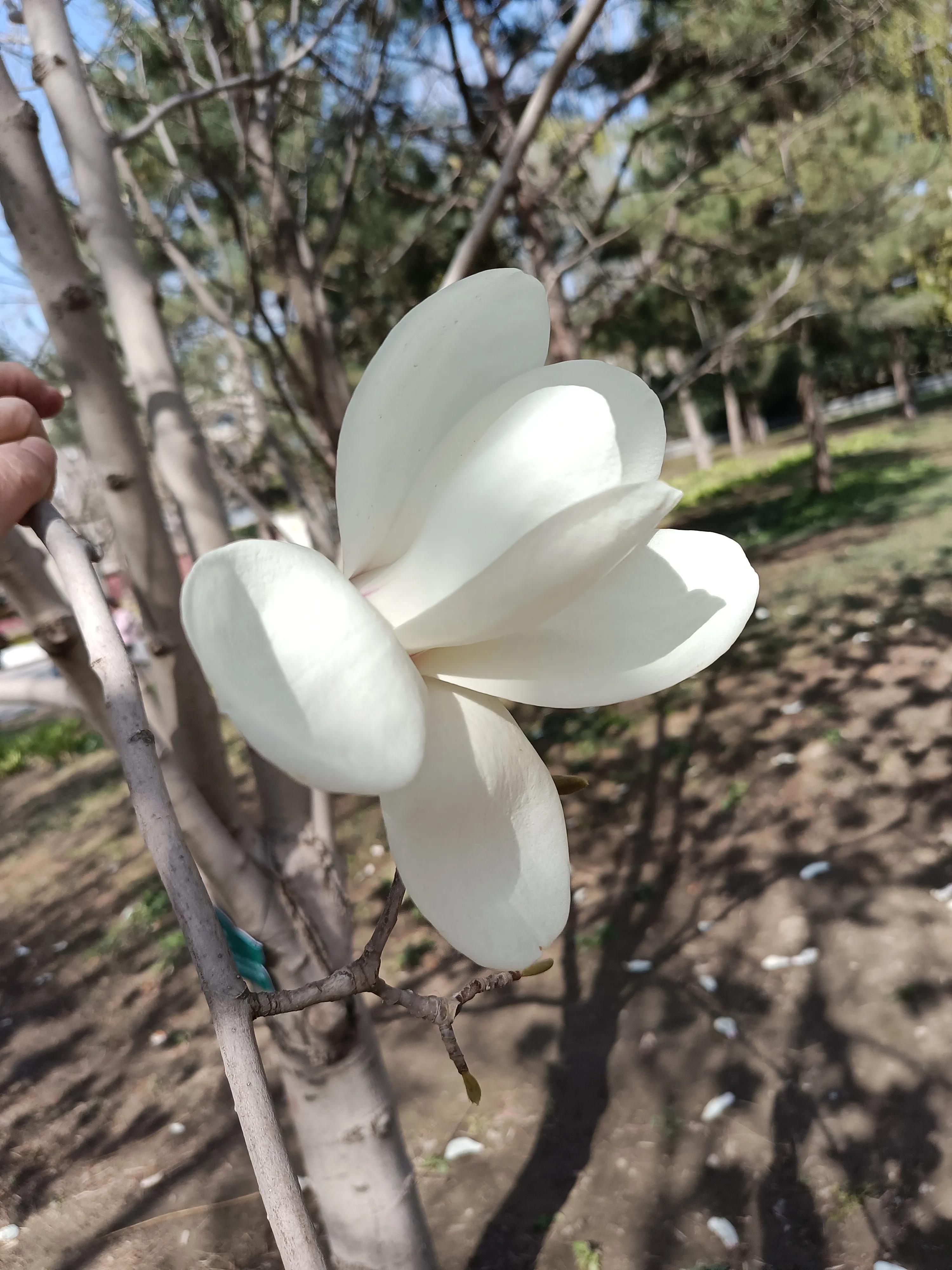 春天花开满园，梅花富贵险中求，心情美美哒