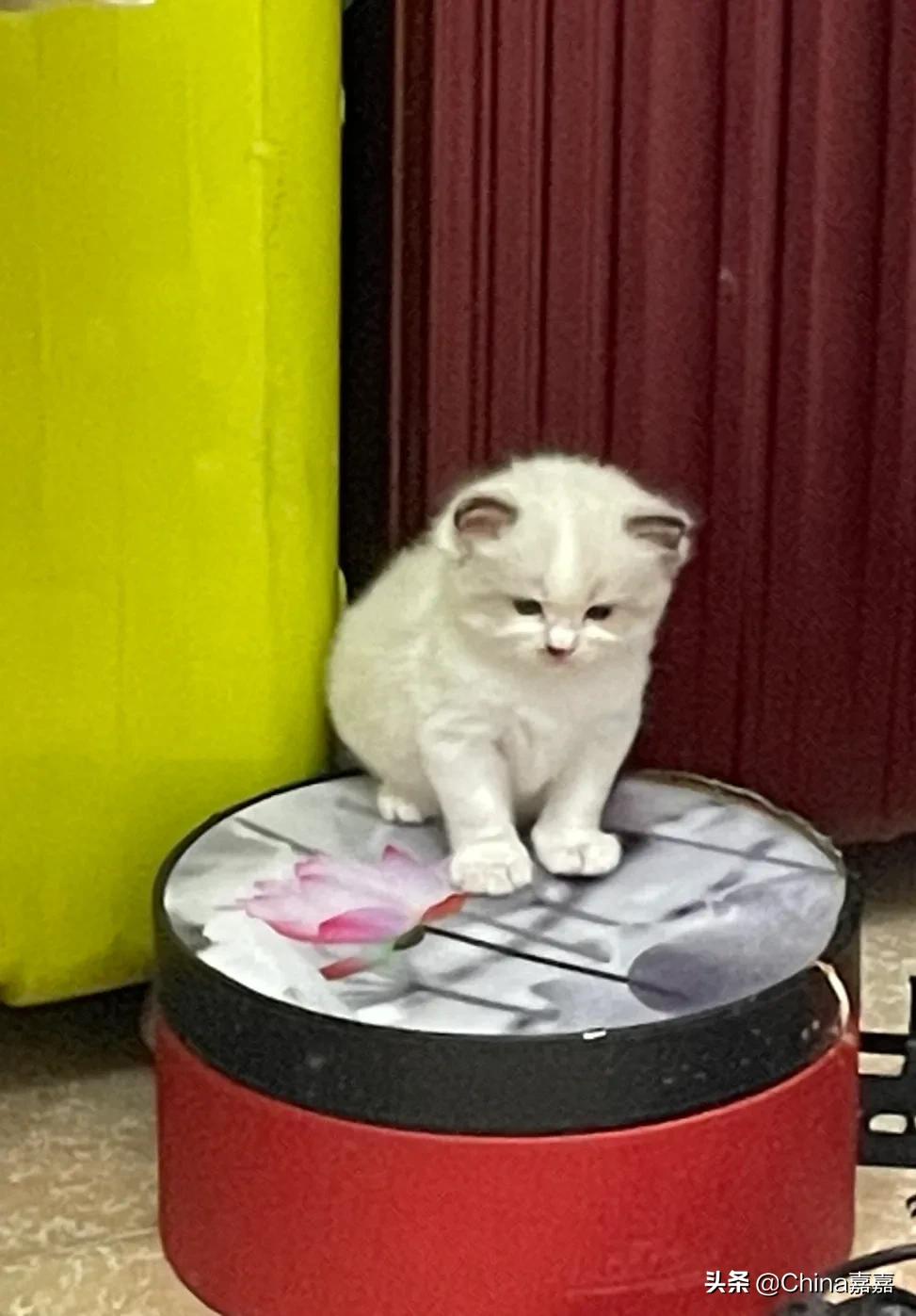 被猫咪治愈的退休生活