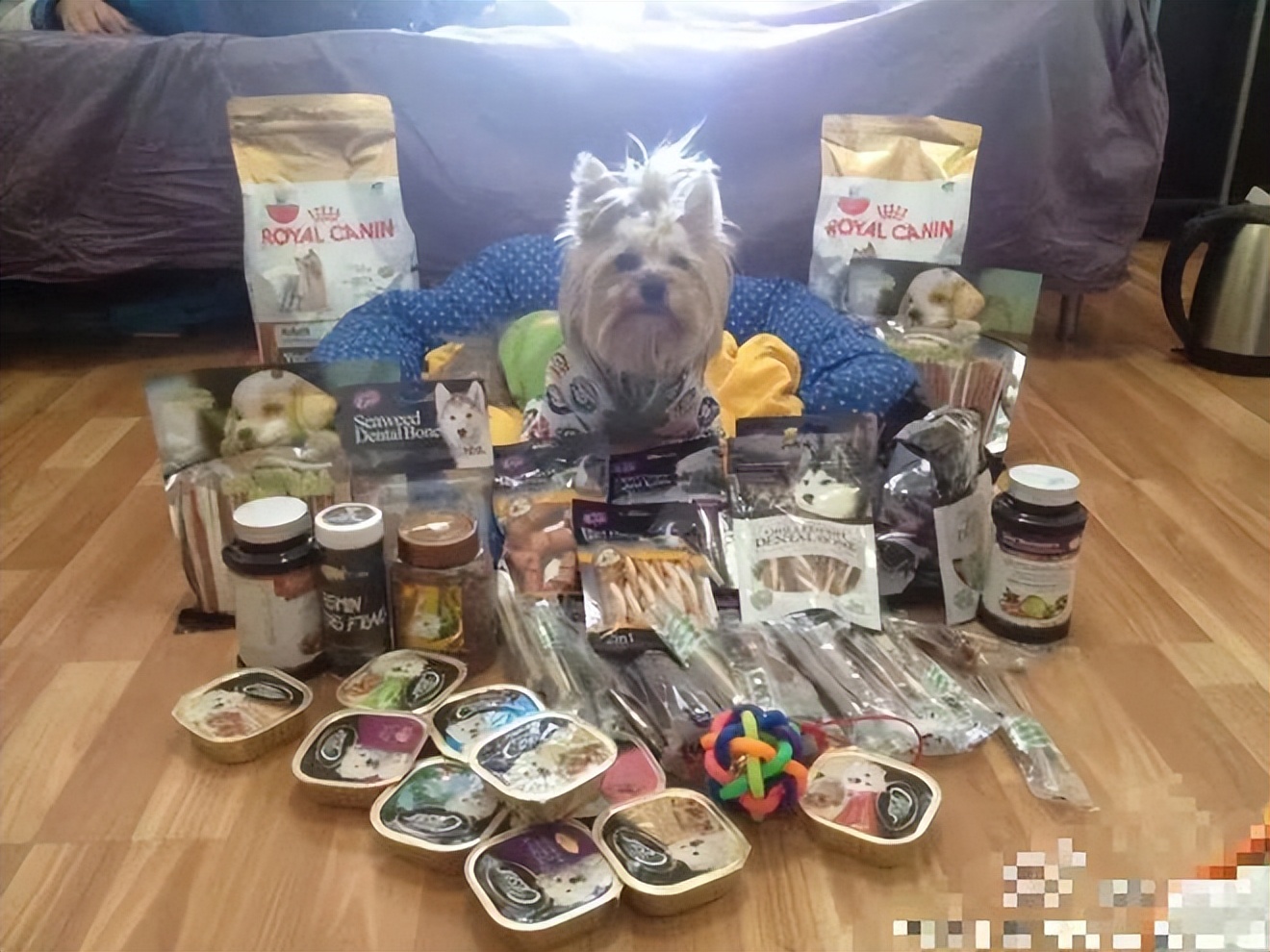 这届年轻人，为了“毛孩儿”当“成份*党**”