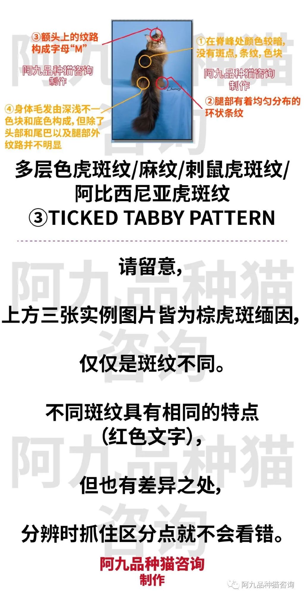 正宗缅因猫哪些颜色的贵,缅因猫品相极好的多少钱