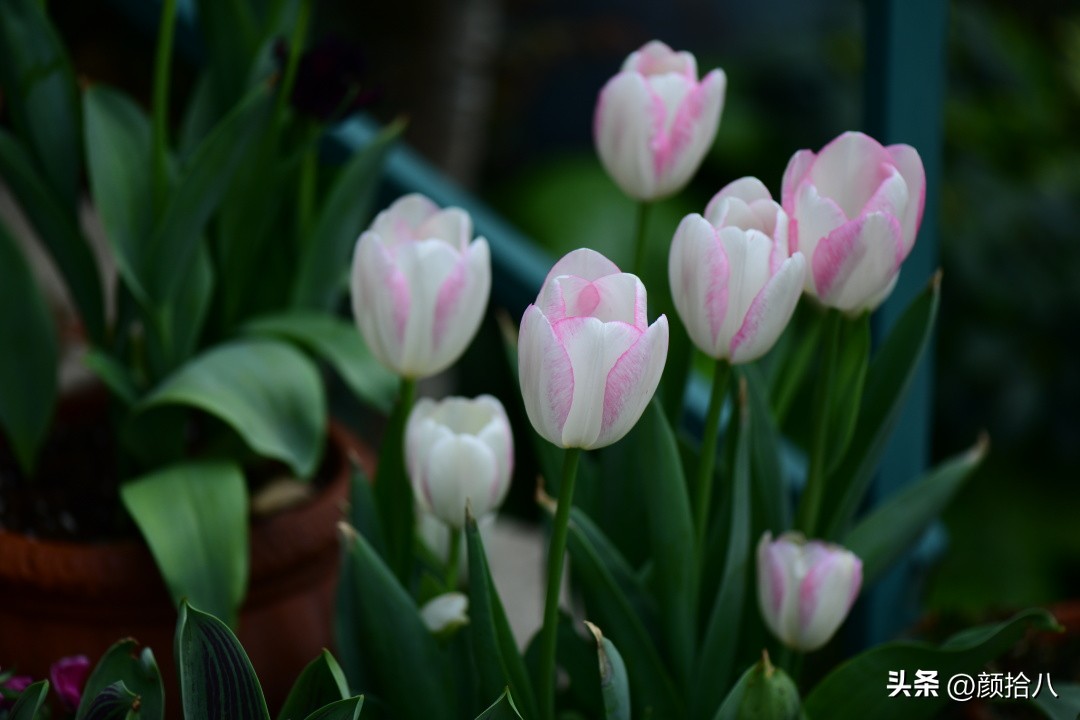 河马花园最耐阴植物,最漂亮的花园里的郁金香