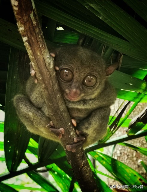 东南亚热带雨林动植物高清图片,东南亚有动物的地方