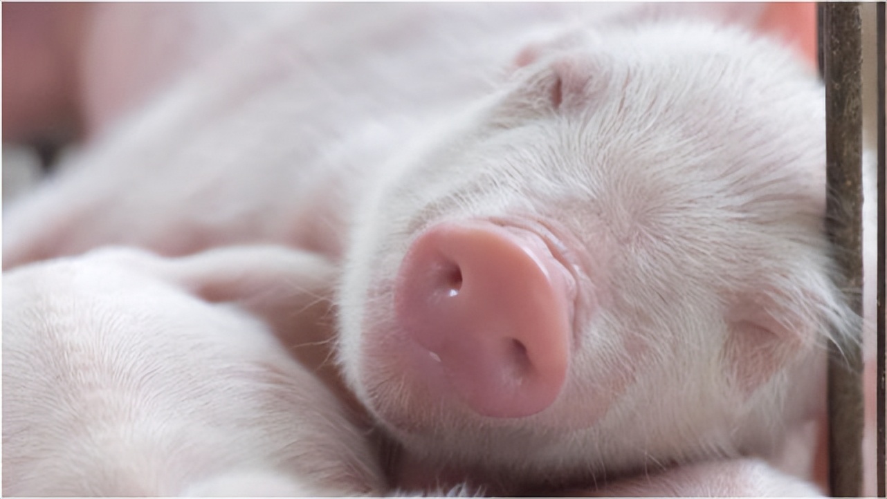 母猪产前饲喂正确方法,母猪产前喂食的正确方法