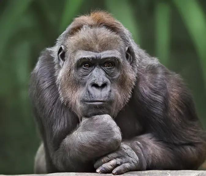 白酒酒鬼酒今日分析,酒鬼酒在白酒中的排名
