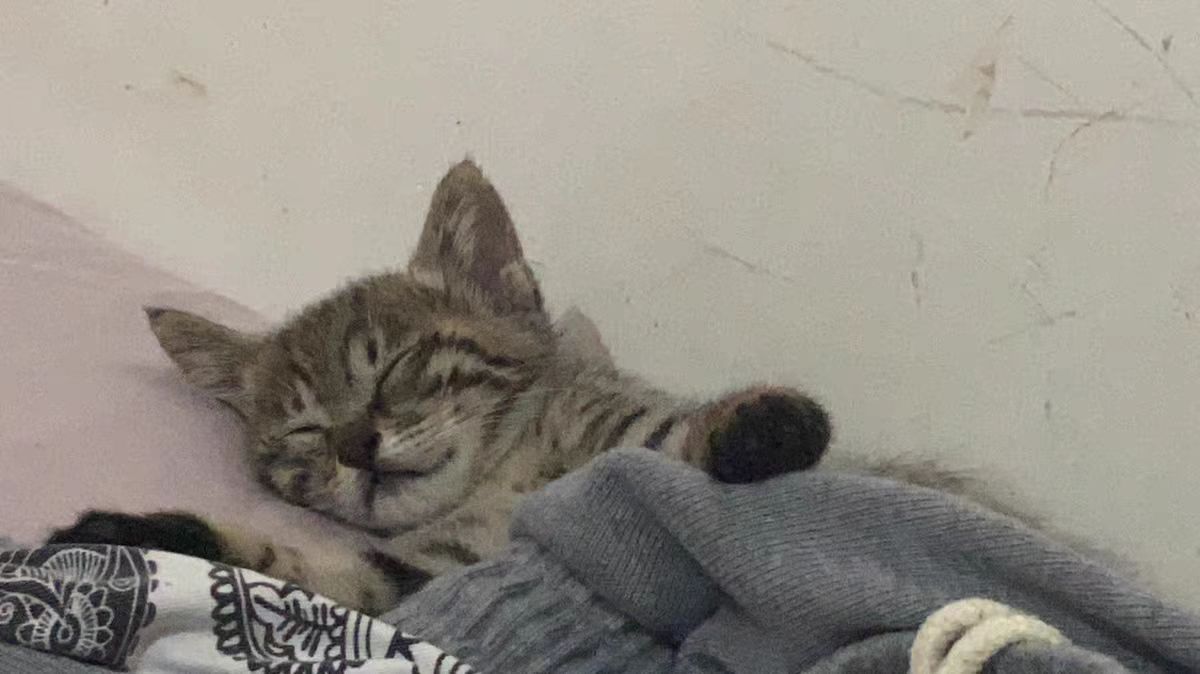 一个月幼猫吃什么食物比较好,一个月的幼猫吃什么猫粮好