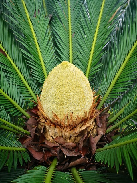 你见过铁树会开花吗,铁树开花铁树真的会开花吗