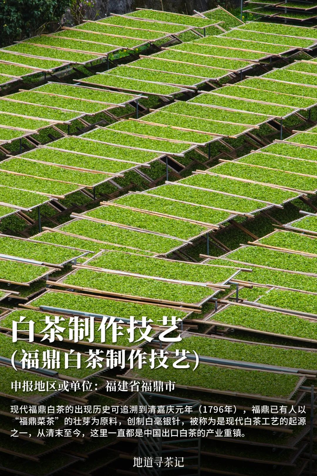 史上最全“中国传统制茶技艺及其相关习俗”展示，建议收藏！