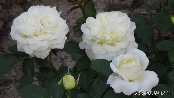 常见丰花月季品种一览,阳台盆栽丰花月季什么品种最好