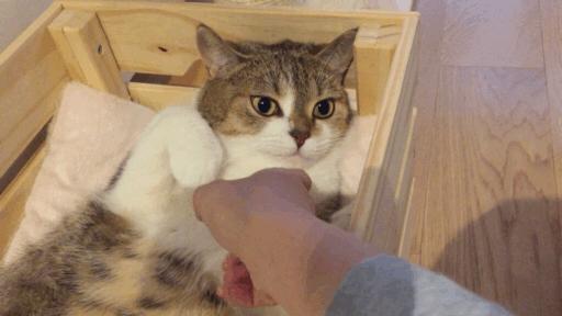 猫咪一边呼噜一边咬人,为什么摸猫咪猫咪会哼唧唧