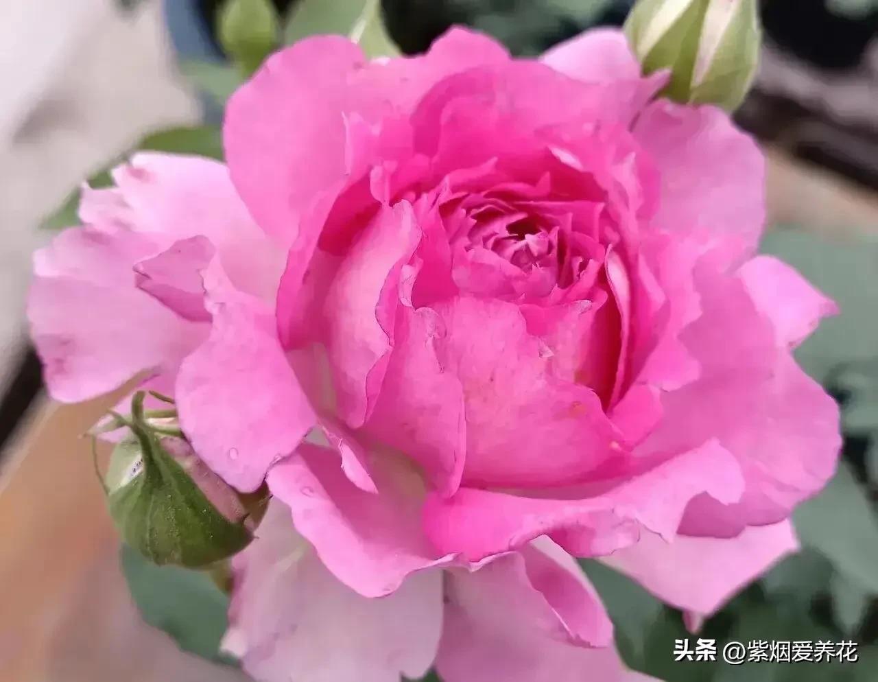 我不禁问自己,靠卖花能攒够钱买高合HiPhiY吗?