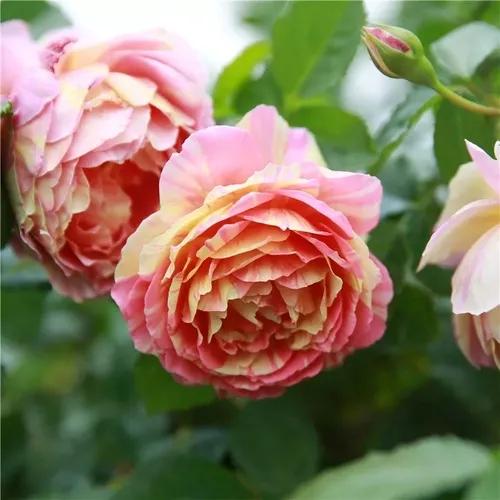 月季美图100张,妩媚动人的月季花图片