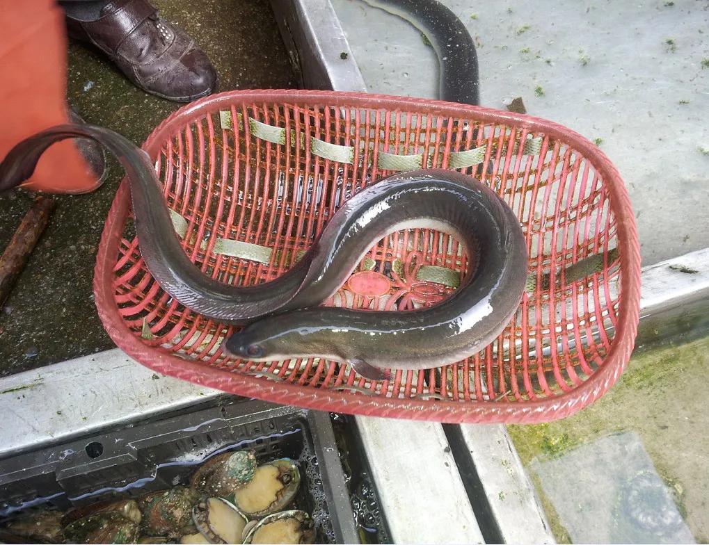 中国常见的淡水鱼全部图片,史上最全的淡水鱼图集