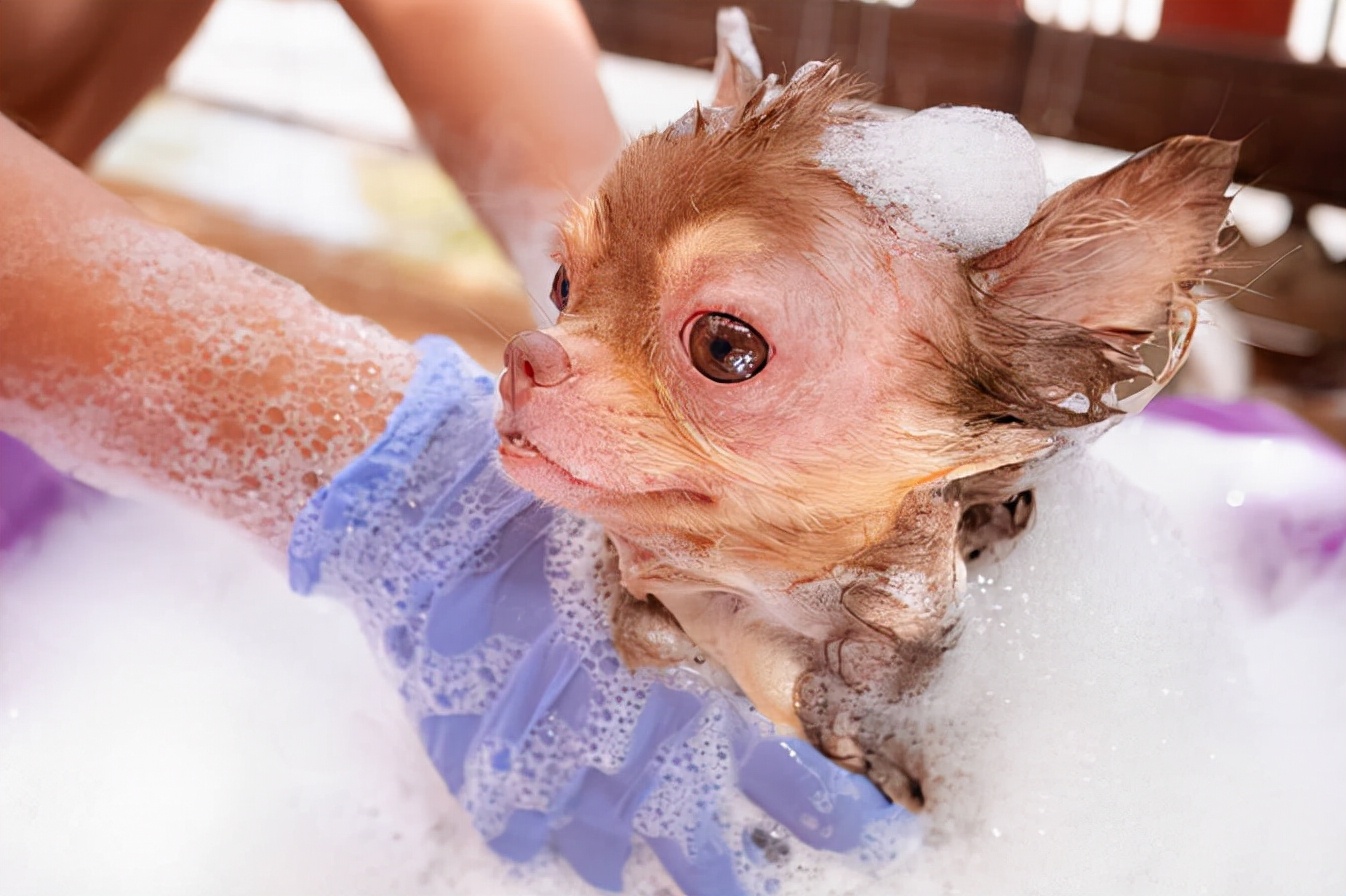 冬季养吉娃娃，这样做相当于给它“折寿”