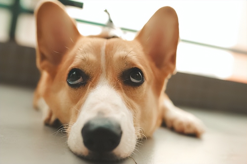 柯基犬幼犬最近很瘦怎么办,柯基狗狗特别瘦怎么办