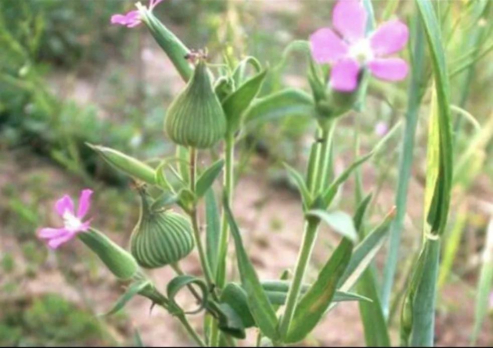 容易混淆的蔬菜,容易被混淆的蔬菜有哪些