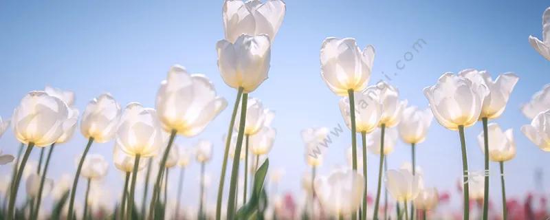 郁金香的花语文案图,郁金香的花语搞笑