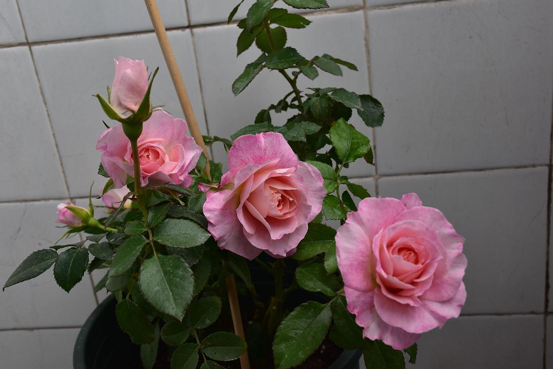 最值得养的大花微月,微月最耐寒好养的品种有哪些