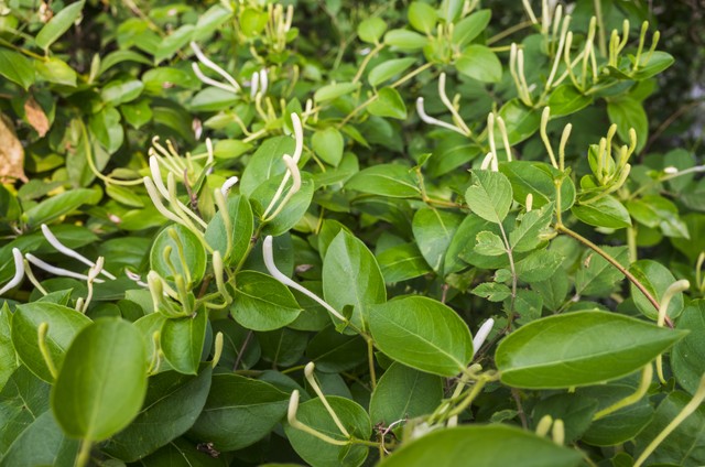 连花清瘟紧缺，实在买不到是否可以饮片代替？