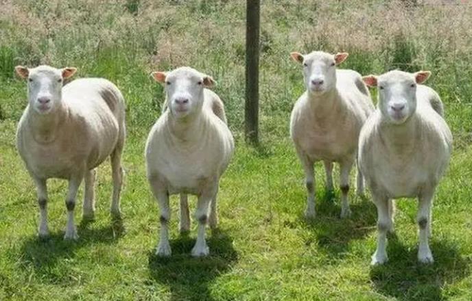 怀孕母羊后期子宫脱垂怎么塞进去,怀孕母羊下身脱垂怎么办