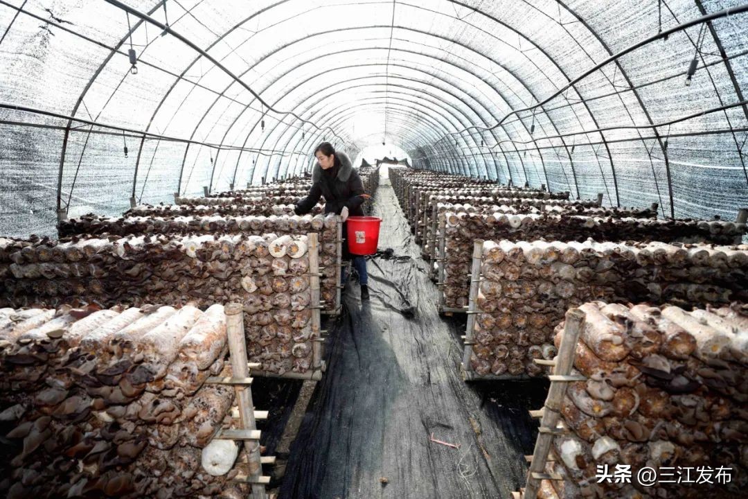 发展特色种植助力脱贫攻坚地图,脱贫攻坚小香菇成脱贫增收好产业